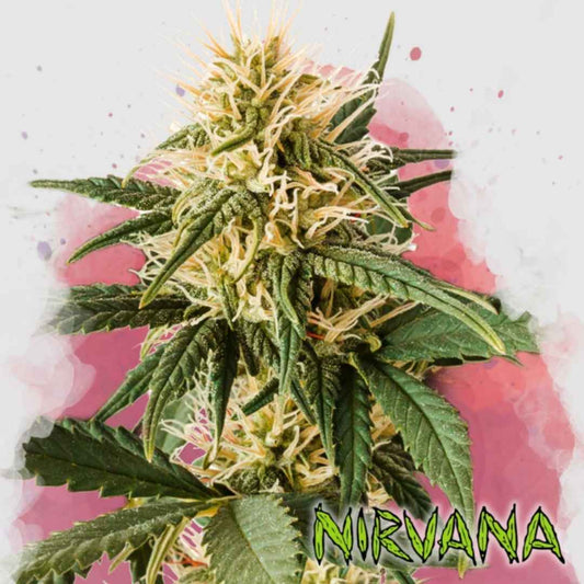 Pure Power Plant mit dichten, harzüberzogenen Blüten und orangefarbenen Blütenhaaren