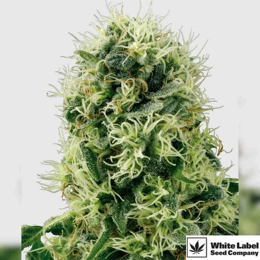 Harzige Pure Power Plant Blüte mit dichten, grünen Buds und zahlreichen weißen Blütenhaaren