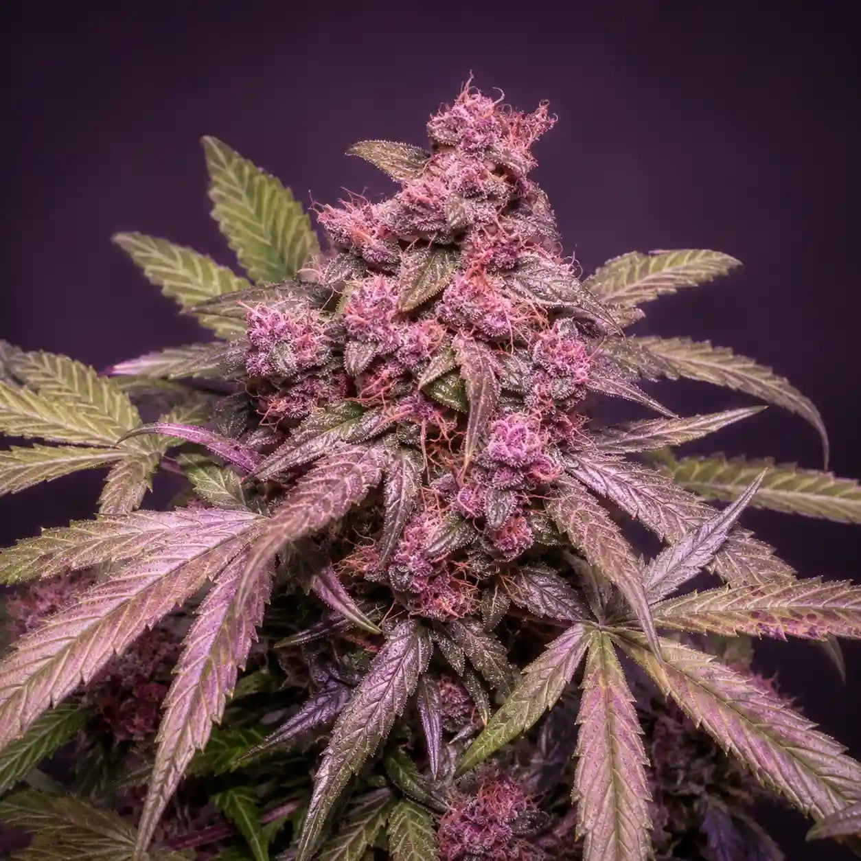 Purple Auto Original Sensible Hauptblüte mit violetten Kelchen, rosa Blütenfäden und starkem Trichombesatz.