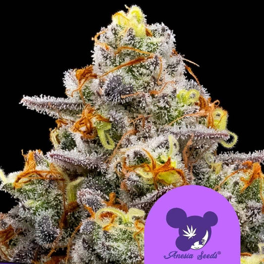 Dichte Purple Boost Highness Blüte mit frostigen Trichomen, violetten Akzenten und leuchtend orangefarbenen Härchen
