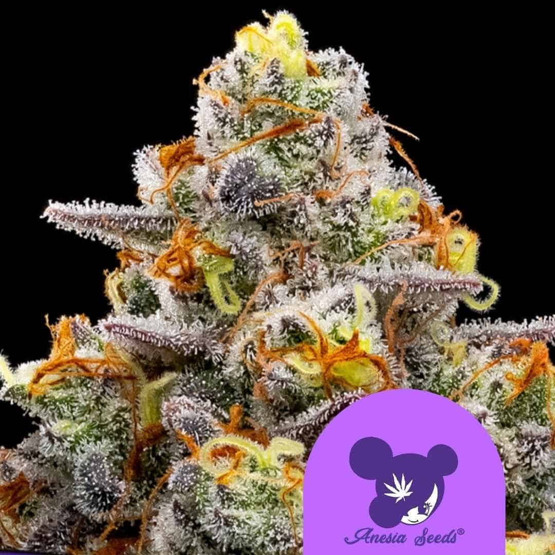 Dichte Purple Boost Highness Blüte mit frostigen Trichomen, violetten Akzenten und leuchtend orangefarbenen Härchen
