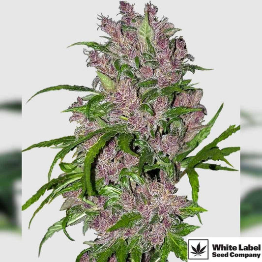 Purple Bud Automatic mit dichten violetten Blüten und harzreichen Buds an kompakter Pflanze