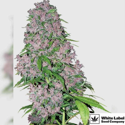 Purple Bud mit dichten, violett überzogenen Blüten und harzreichen Buds in voller Reife