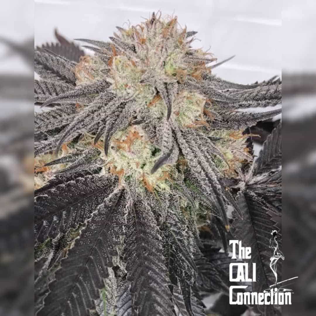 Purple Chem Bud mit dunklen Blättern, dichten Trichomen und leuchtend orangefarbenen Blütenhaaren