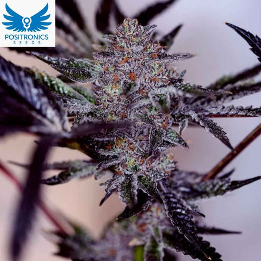 Purple Cherry Auto Cannabisblüte mit dunklen violetten Blättern, dichten Buds und starken Trichomen in der Blütephase