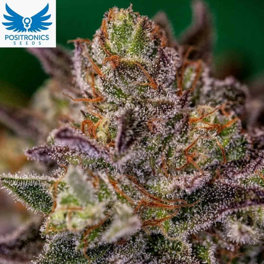Purple Cherry Cannabisblüte mit violetten Blättern, dichten Trichomen und orangefarbenen Härchen, harzige kompakte Budstruktur