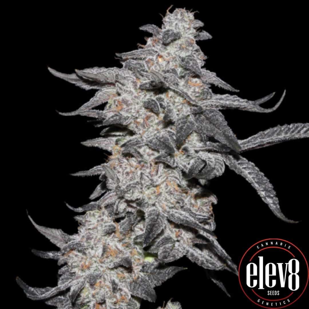 Purple Cherry Popper Blüte mit dichter Harzschicht und frostigem Trichom-Überzug