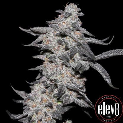 Purple Cherry Popper Blüte mit dichter Harzschicht und frostigem Trichom-Überzug