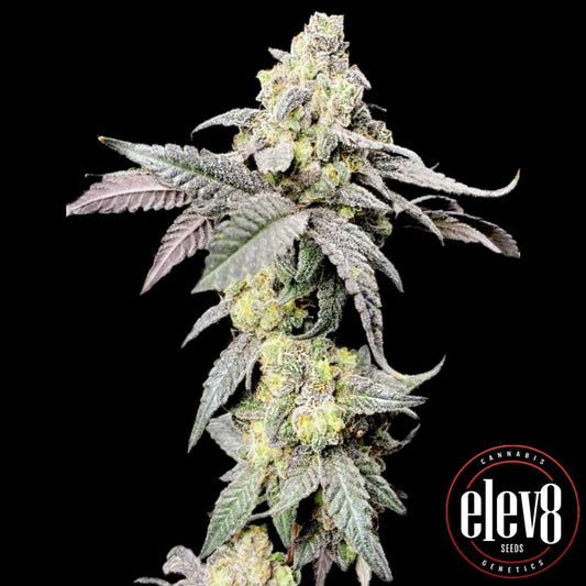 Purpurfarbene, stark bereifte Purple Cherry Ripple Blüte mit dichten Knospen und violettgrünen Zuckerblättern