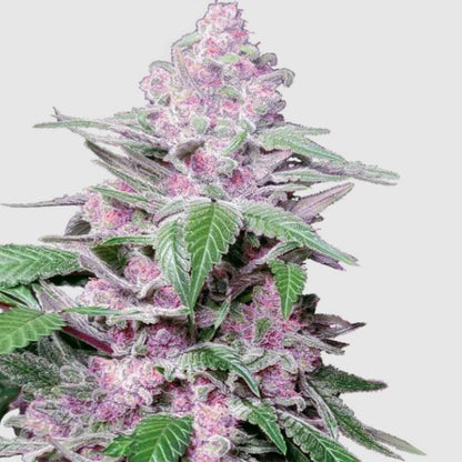 Purple Cookie Kush Blüte mit intensiven Farben und harzigen Trichomen.