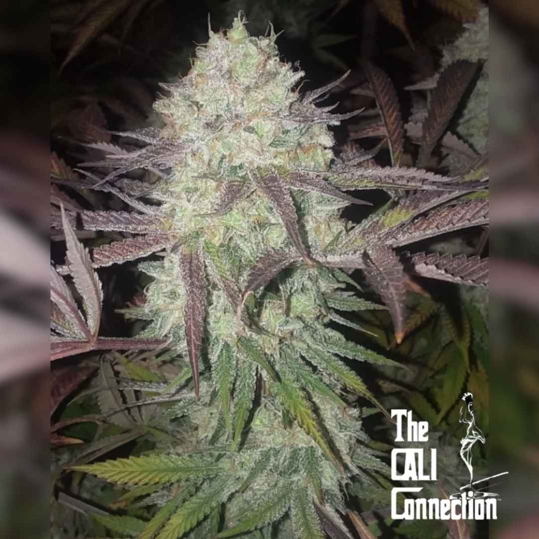 Dichte Purple Crack Blüte mit harzigen Kristallen und violett-grünen Zuckerblättern