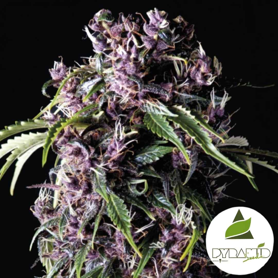 Purpelfarbene Purple-Cannabisblüte mit dichten, harzigen Buds und grünen Zuckerblättern