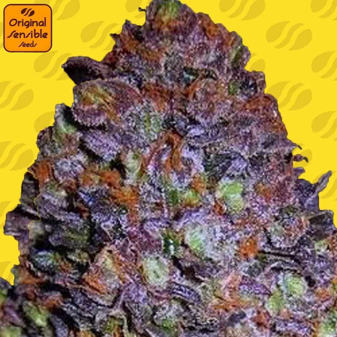 Dichte, violett gefärbte Cannabisblüte von Auto Purple Haze mit orangefarbenen Blütenstempeln und harziger Struktur