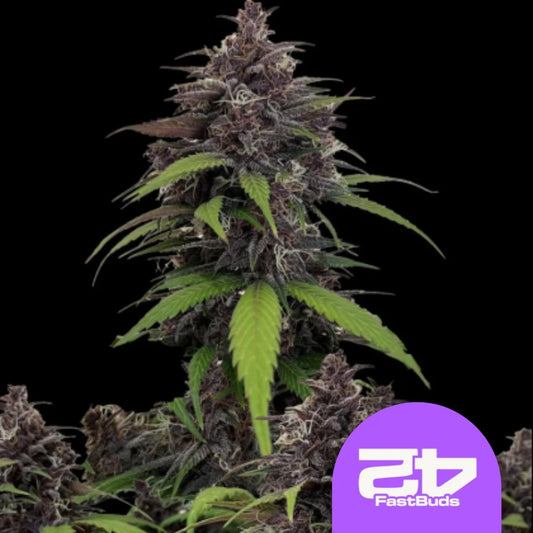 Lila blühende Cannabispflanze der Sorte Purple Haze Auto von FastBuds mit dichten Buds und markanten grünen Blättern vor schwarzem Hintergrund.