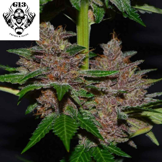 Purple Haze Cannabisblüte mit violetten Nuancen, dichten harzigen Buds und orangefarbenen Pistillen