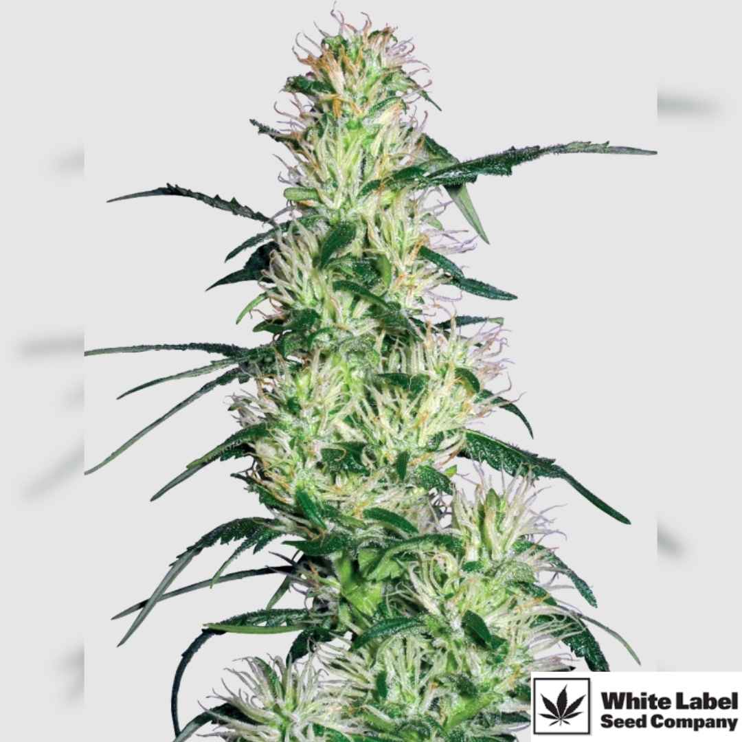 Purple Haze Pflanze mit langen harzigen Blüten und feinen violetten Härchen in der Blütephase