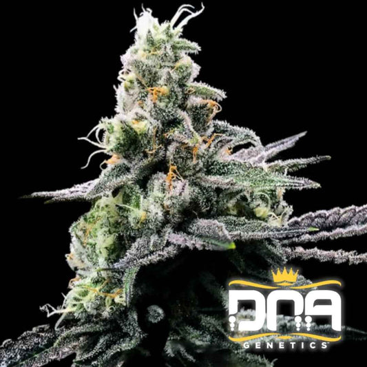 Purple Kosher Blüte mit dichten, harzüberzogenen Buds und violett-grünen Blättern von DNA Genetics