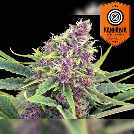 Purple Kush Blüte mit dichten, harzüberzogenen Buds in kräftigem Violett und grünen Zuckerblättern.