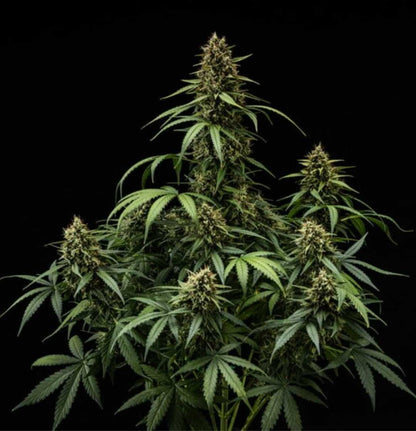 Purple Lemonade Auto Pflanze in voller Reife mit mehreren harzigen Colas und schlanken Blättern