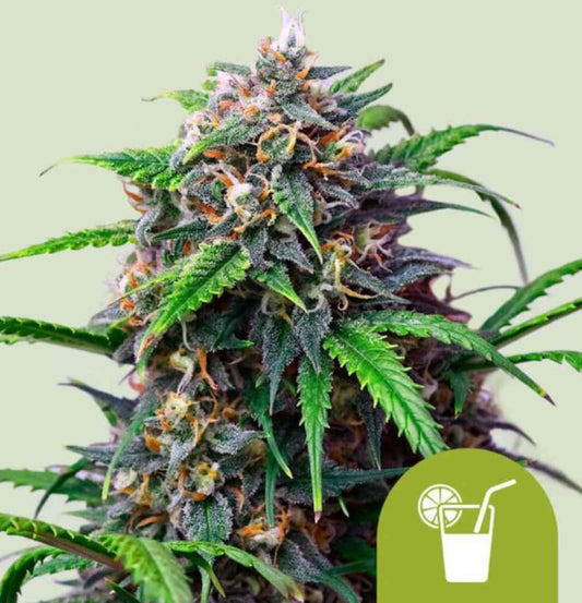 Purple Lemonade Auto Blüte mit violetten Zuckerblättern, orangefarbenen Stempeln und frostigem Harz
