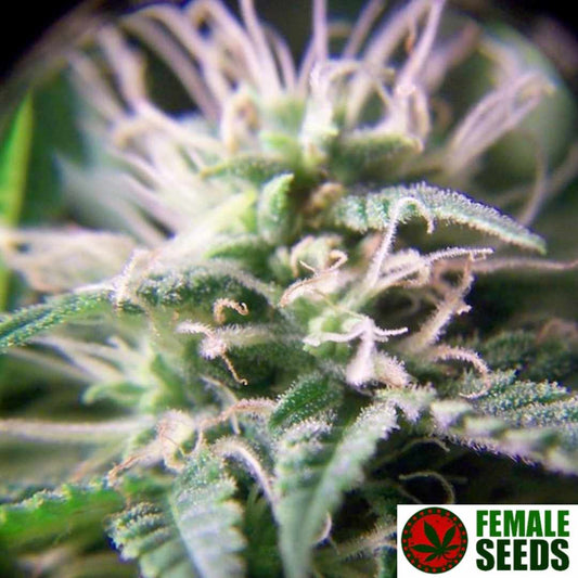 Harzige Purple Maroc Blüte mit vielen weißen Pistillen und dichten Trichomen auf kompaktem Cannabis Bud