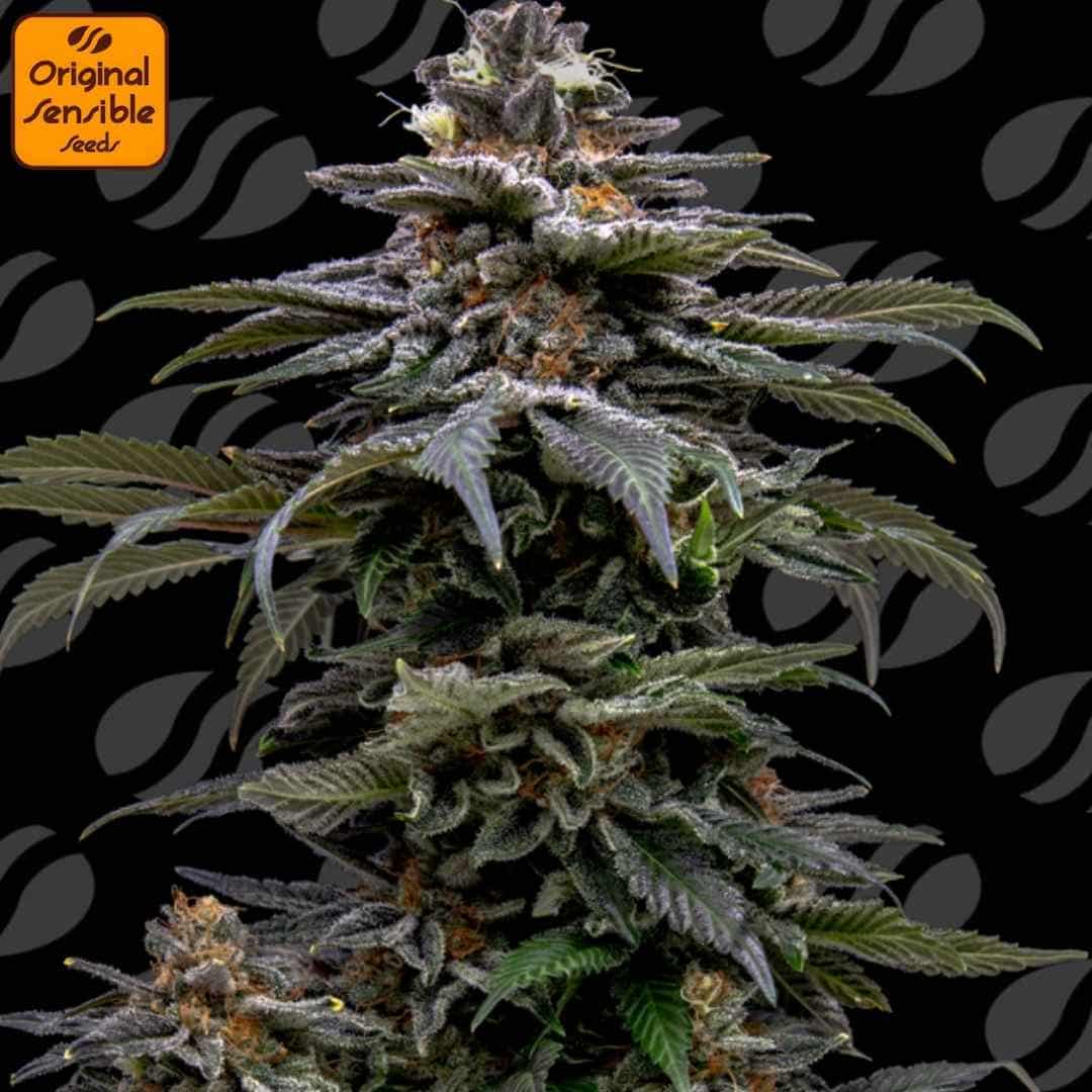 Purple Overlaod Cannabispflanze mit dichten, harzigen Blüten, violetten Akzenten und orangefarbenen Blütenstempeln