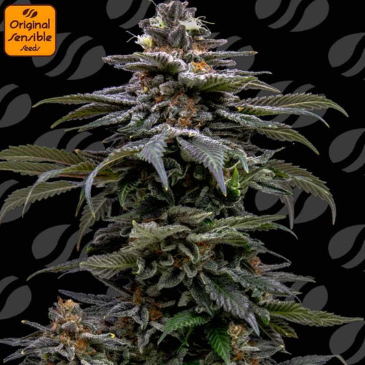 Purple Overlaod Cannabispflanze mit dichten, harzigen Blüten, violetten Akzenten und orangefarbenen Blütenstempeln