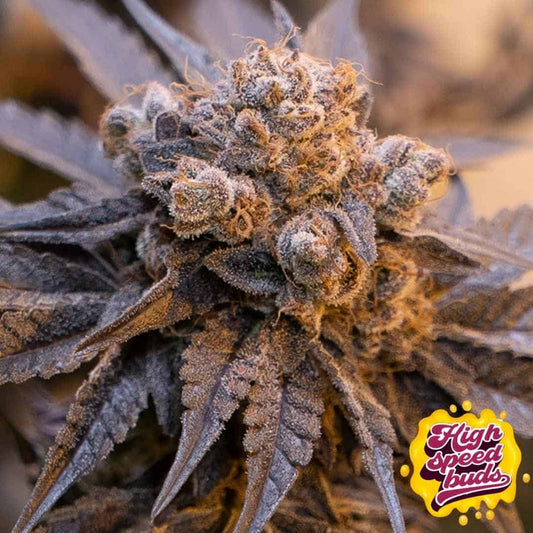 Harzige Purple Punch Auto Blüte mit dichten Buds, violetten Zuckerblättern und vielen Trichomen