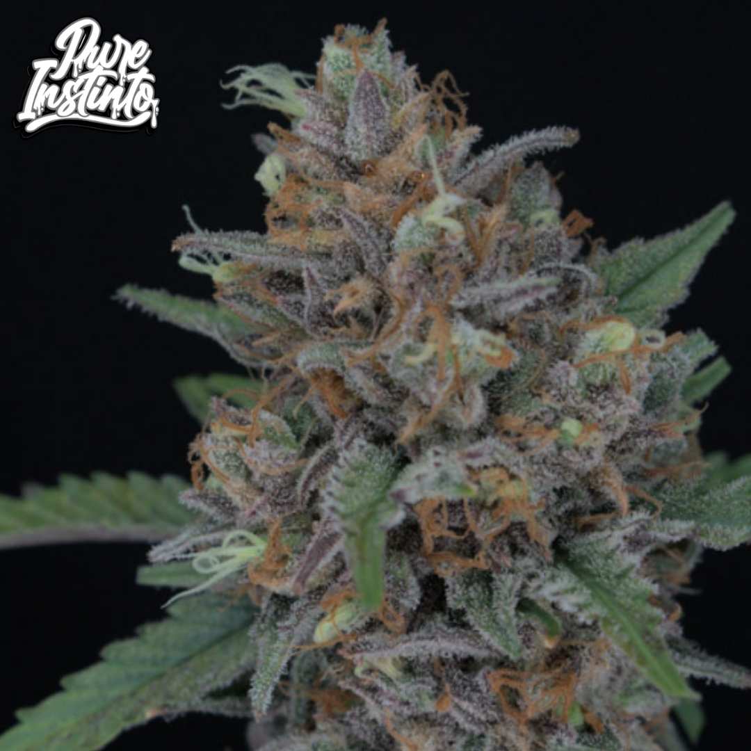 Purple Punch Auto Blüte mit dichten, harzigen Buds und orangefarbenen Härchen, kompakt und stark bereift