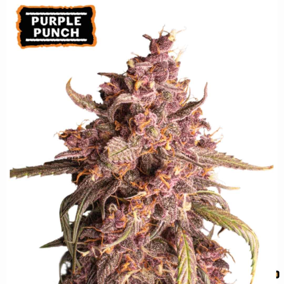 Auto Purple Punch mit dichten, violett gefärbten Blüten, starkem Harzbesatz und orangefarbenen Blütenstempeln