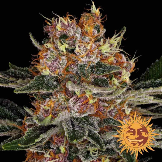 Purple Punch Blüte mit dichten Harzschichten, violetten Akzenten und orangefarbenen Blütenhärchen