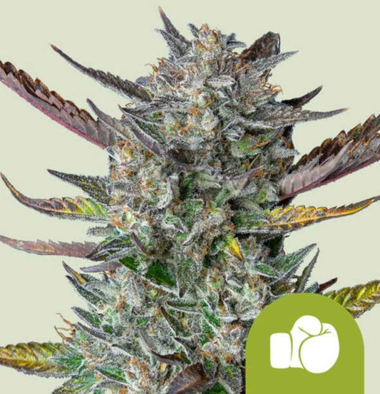 Purple Punch Auto Blüte mit harzigen Knospen, violett-grünen Blättern und kristalliner Trichomschicht