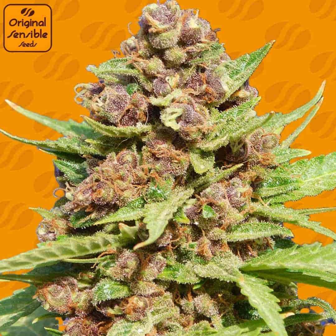Purple Punch Cookies Cannabisblüte mit violetten Knospen, dichter Struktur, harzigen Trichomen und grünen Zuckerblättern
