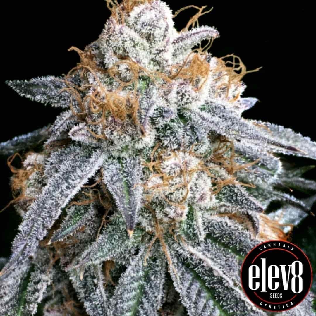 Frostige Purple Punch Blüte mit dichten Harzschichten und orangefarbenen Härchen