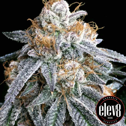 Frostige Purple Punch Blüte mit dichten Harzschichten und orangefarbenen Härchen