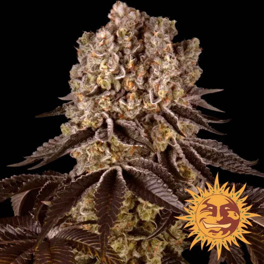 Dichte Purple Punch Blüte mit frostiger Harzschicht und dunkelvioletten Zuckerblättern