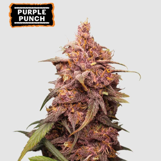 Lila gefärbte Purple Punch Blüte mit dichten Harztrichomen und orangefarbenen Blütenhaaren