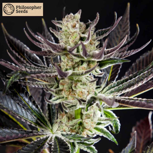 Kompakte Purple Punch x Do-Si-Dos Blüte mit violetten Blättern und einer extrem dichten Harzschicht.
