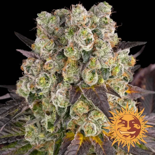 Purple Punch x Lemon Drizzle (Barney's Farm) Feminisiert