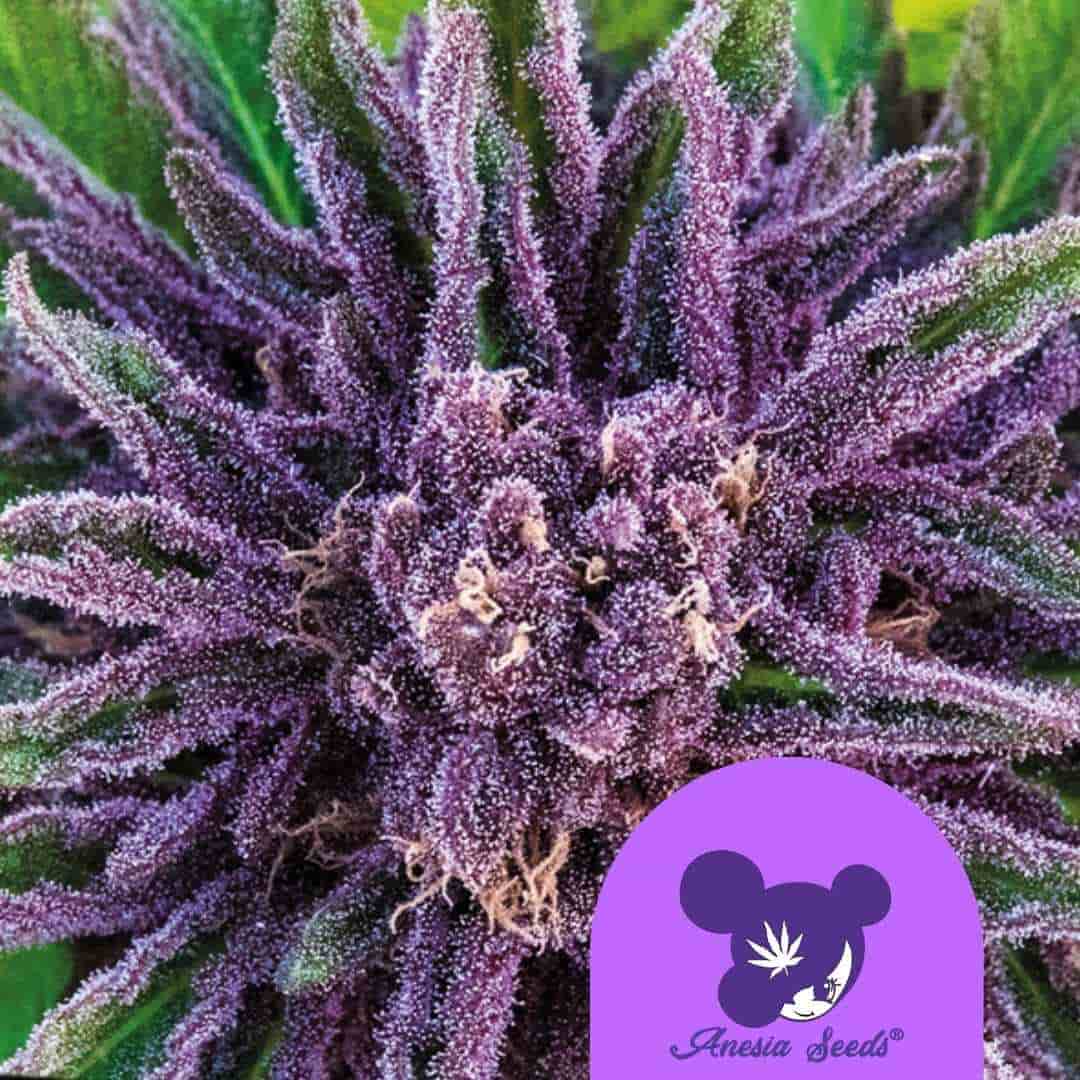 Nahaufnahme einer Purple Thai Blüte mit dichten, violetten Trichomen und leuchtend grünen Blattspitzen