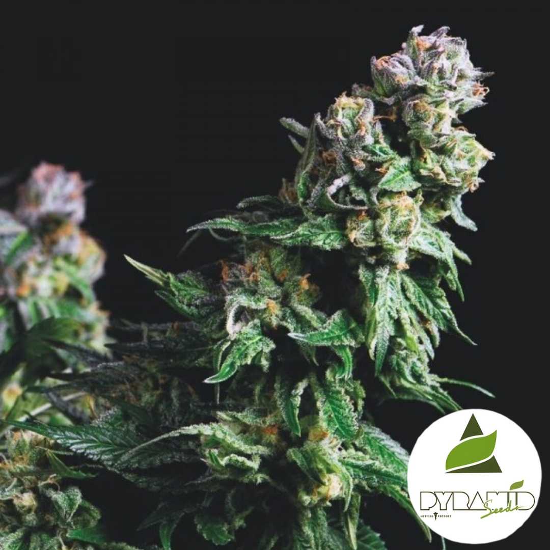 Dichte Purple Urkle Blüte mit harzigen Trichomen und orangefarbenen Härchen