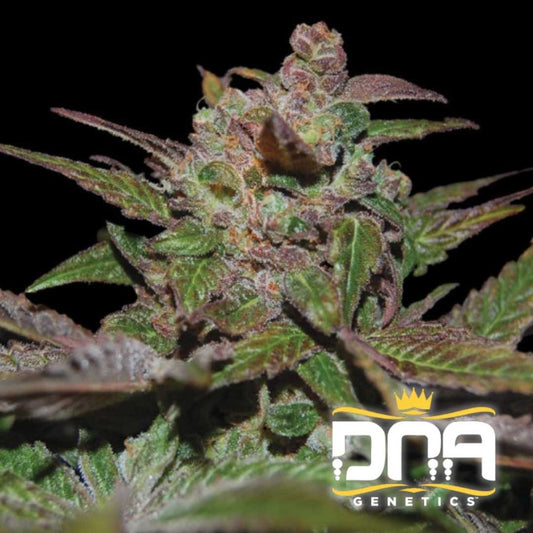 Purple Wreck Blüte mit violett-grünen Blättern, dichter Harzschicht und orangefarbenen Härchen.