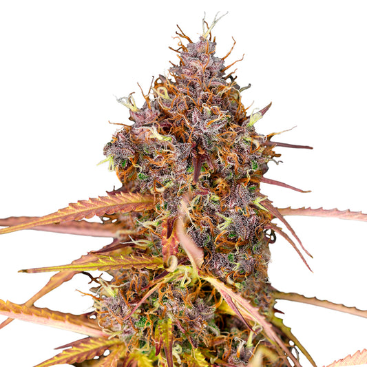 Nahaufnahme einer harzigen Granddaddy Purple Automatic Blüte mit violetten und orangen Blütenhaaren.