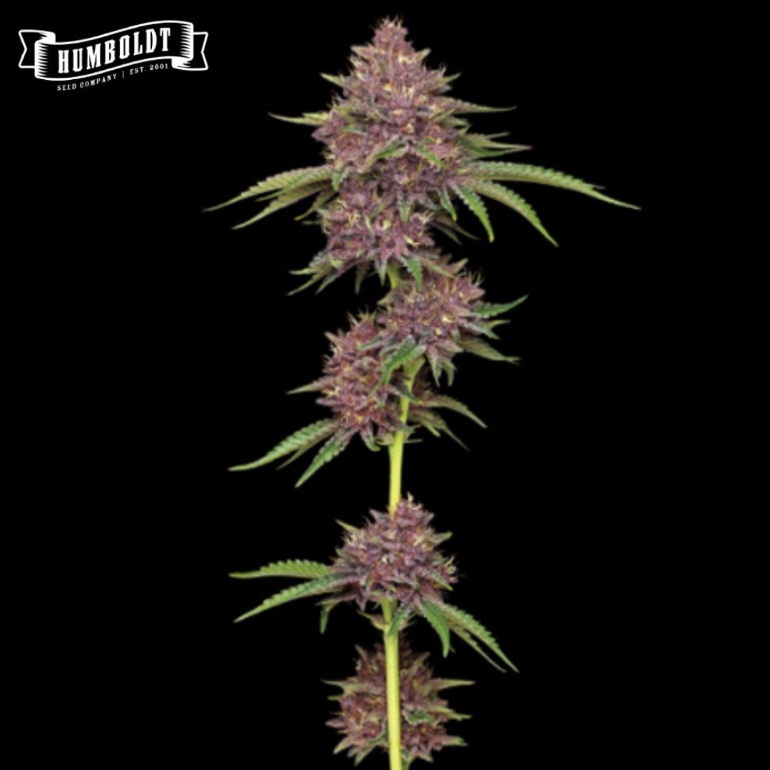 Purpz Cannabisblüte mit violetten, harzigen Buds und schmalen grünen Blättern