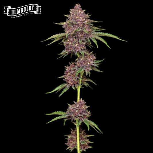 Purpz Cannabisblüte mit violetten, harzigen Buds und schmalen grünen Blättern