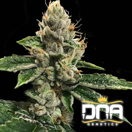 Dichte, harzbedeckte Blüte der RP 43' aka Richard Petty mit hellgrünen Blättern und orangefarbenen Blütenhaaren.