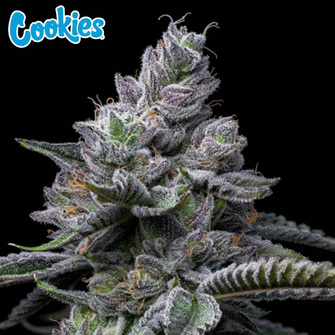 RS11 X Hollywood Blüte mit dichten, harzigen Buds, violetten Tönen und orangefarbenen Härchen