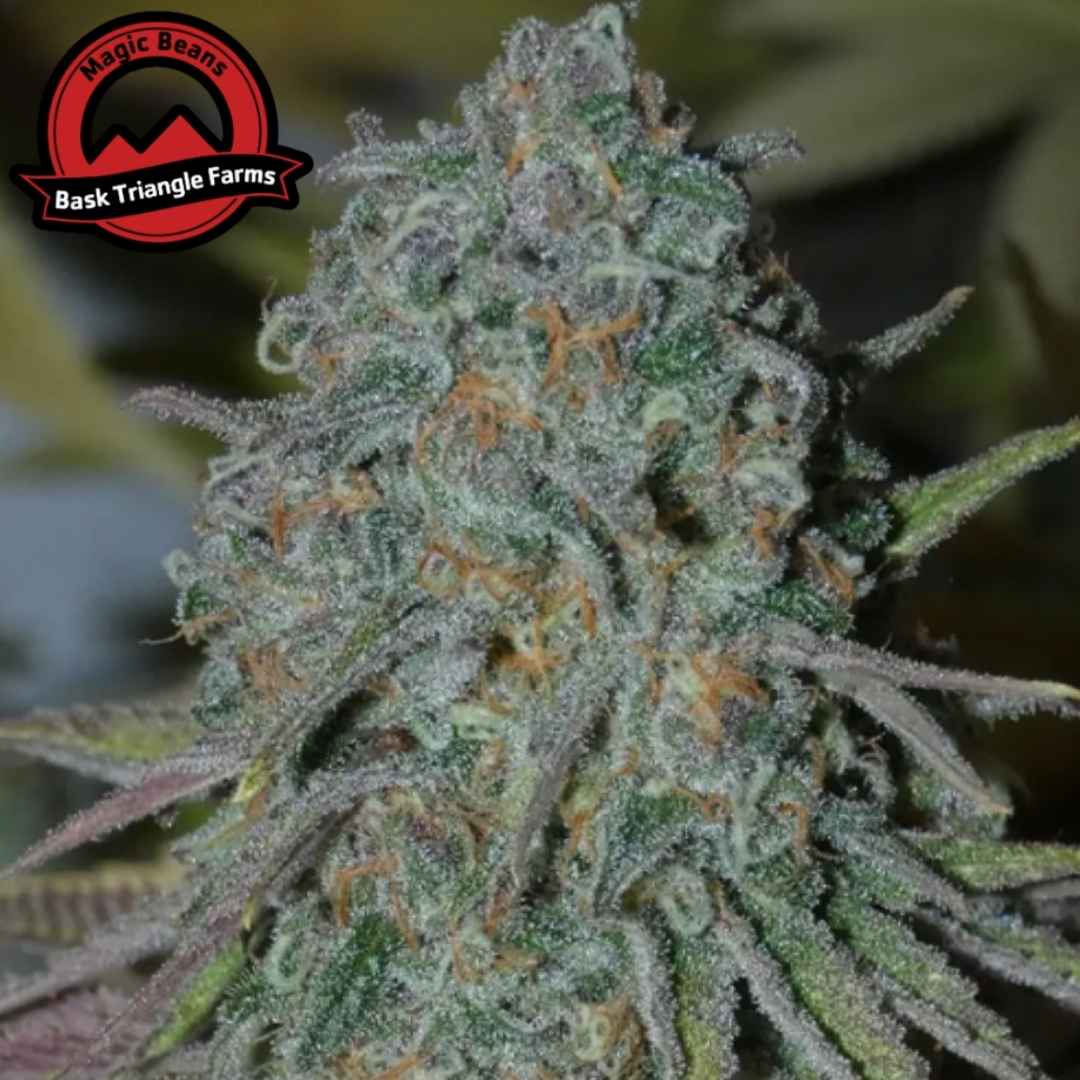 RainBoof Cannabis Blüte mit dichten, harzigen Buds und orangefarbenen Härchen