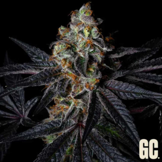 Rainbow Apples Cannabisblüte mit frostigen Trichomen, orangefarbenen Härchen und dunklen Zuckerblättern
