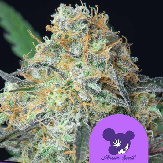 Dichte Blüte von Rainbow Donut Auto mit vielen Harzkristallen und orangefarbenen Blütenhaaren